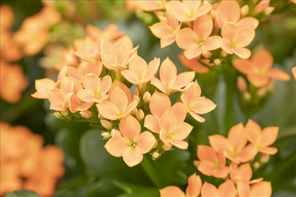 Kalanchoe blossfeldiana 'Calanday'®