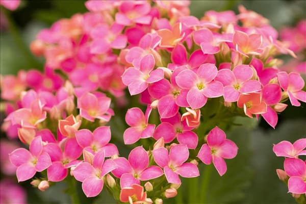 Kalanchoe blossfeldiana 'Calanday'®