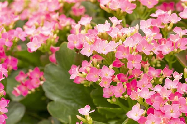 Kalanchoe blossfeldiana 'Calanday'®