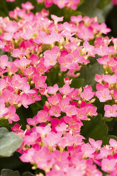 Kalanchoe blossfeldiana 'Calanday'®
