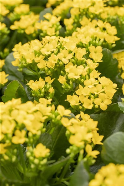 Kalanchoe blossfeldiana 'Calanday'®