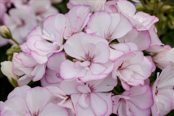 Pelargonium zonale 'Allure Pink Picotee'