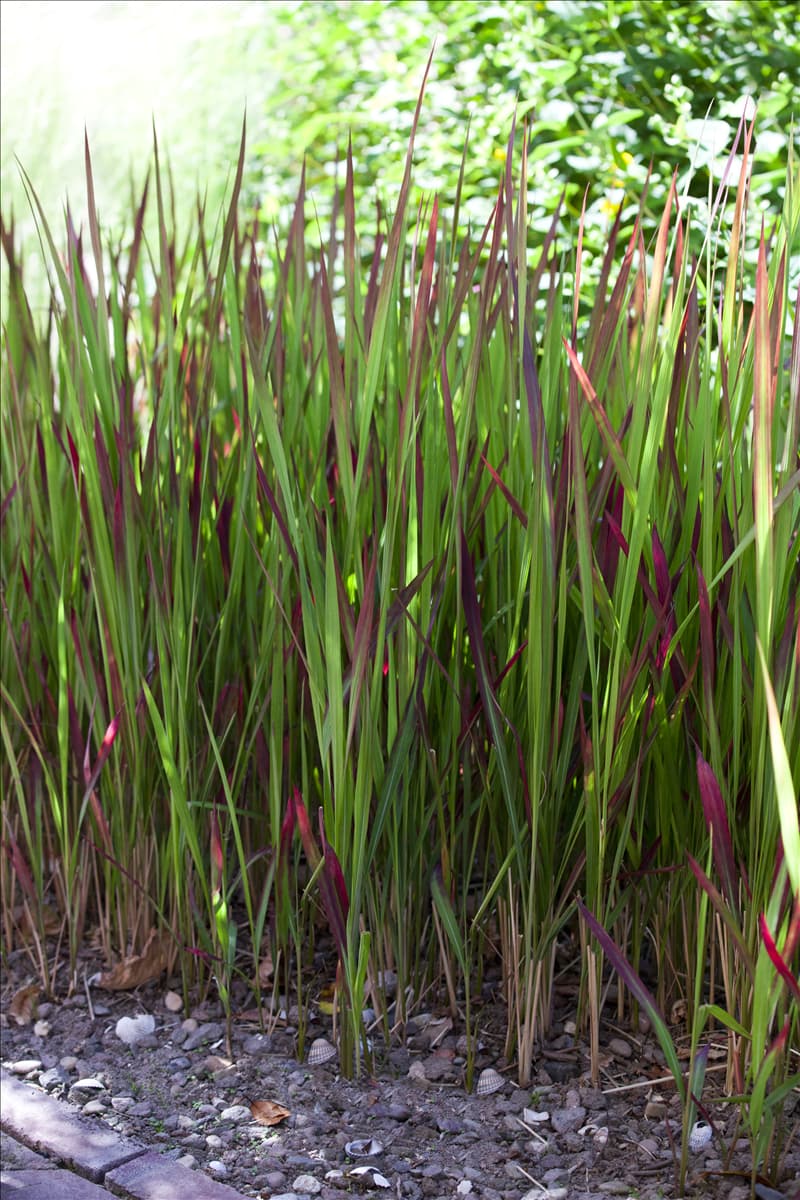 Imperata cylindrica 'Red Baron'