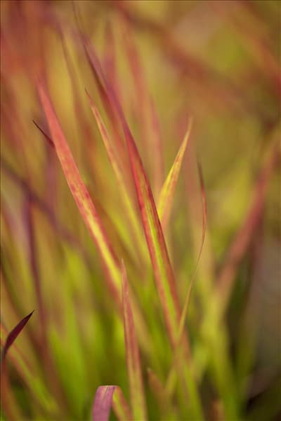 Imperata cylindrica 'Red Baron'