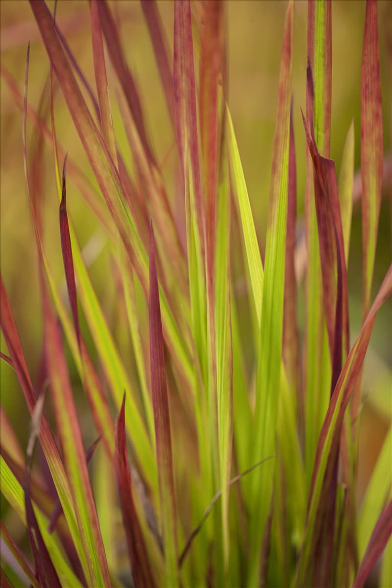 Imperata cylindrica