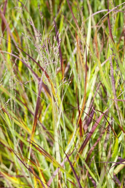 Imperata cylindrica 'Red Baron'