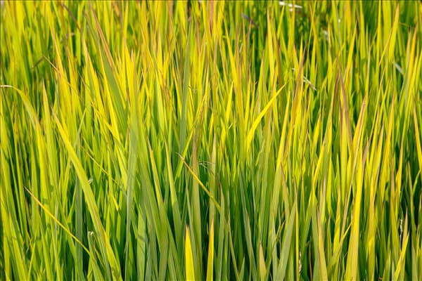 Imperata cylindrica