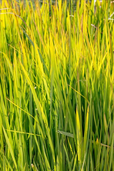 Imperata cylindrica