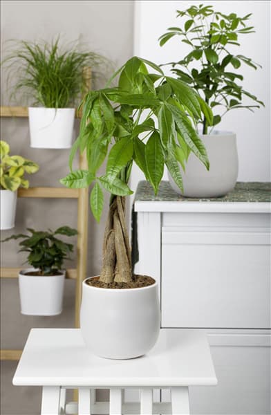 Pachira aquatica