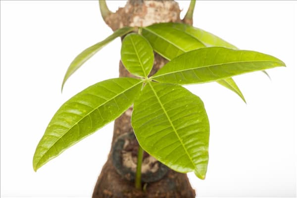 Pachira aquatica