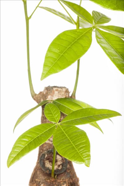Pachira aquatica
