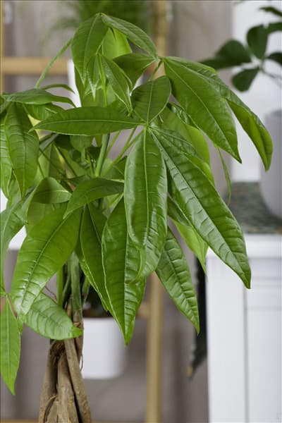 Pachira aquatica