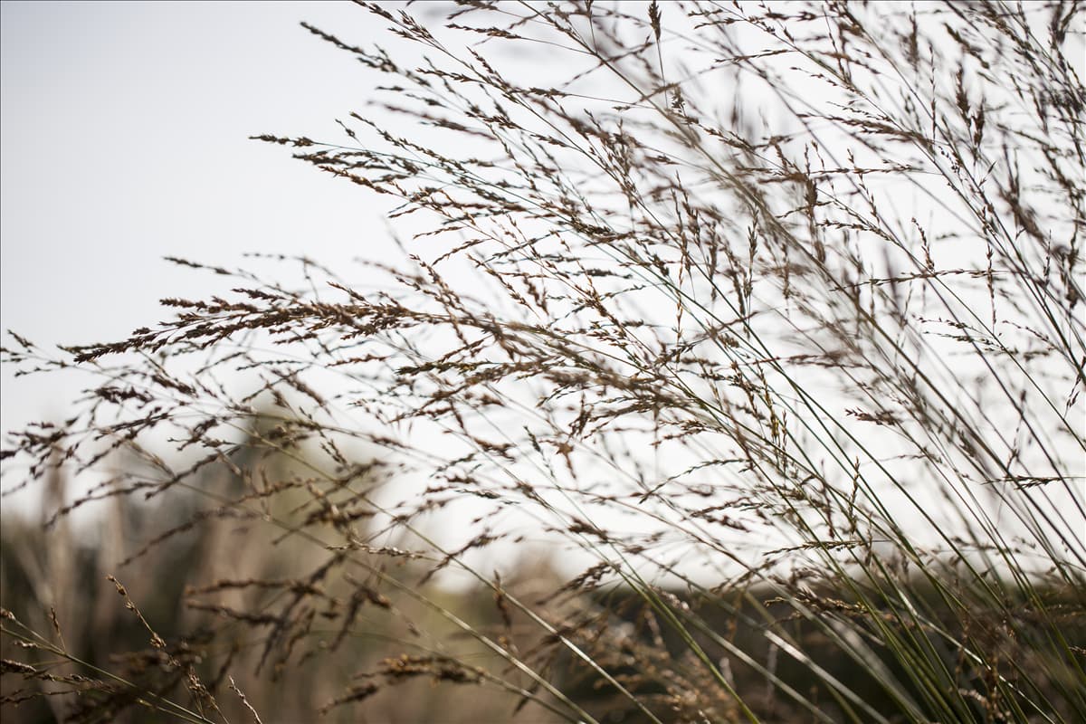 Molinia arundinacea 'Windspiel'