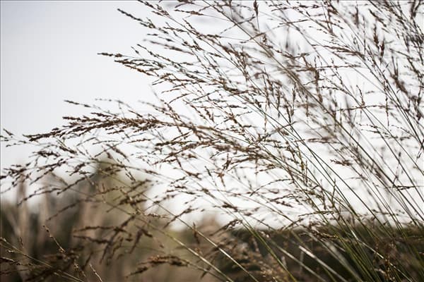 Molinia arundinacea 'Bergfreund'