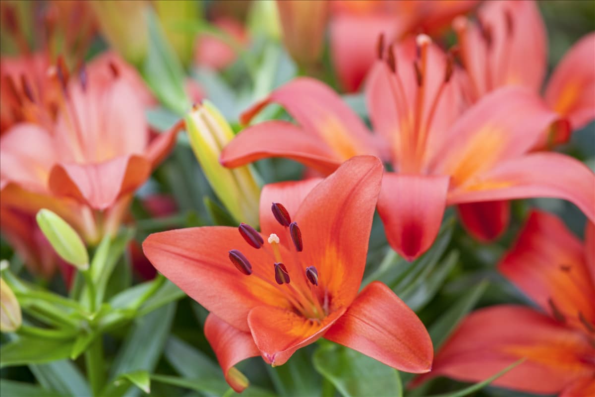 Lilium 'Matrix'