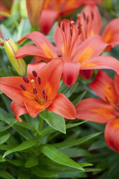 Lilium 'Matrix'