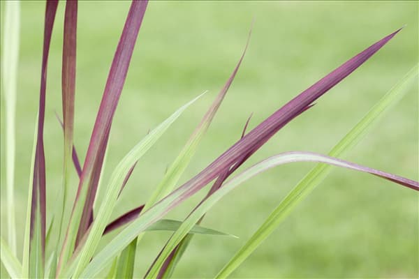 Imperata cylindrica 'Red Baron'