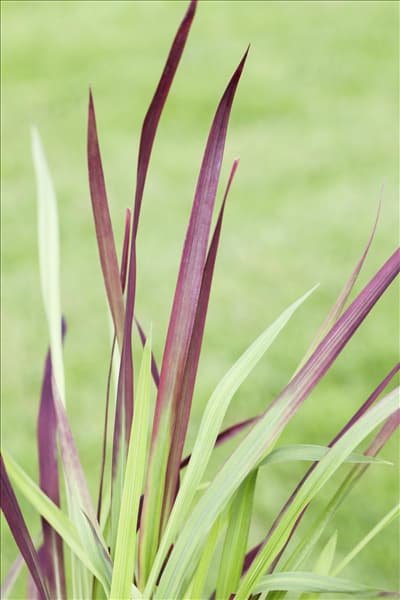 Imperata cylindrica 'Red Baron'