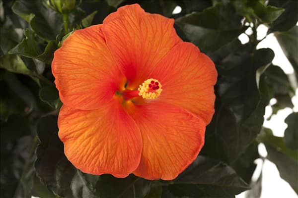 Hibiscus 'Sunny Cities'®