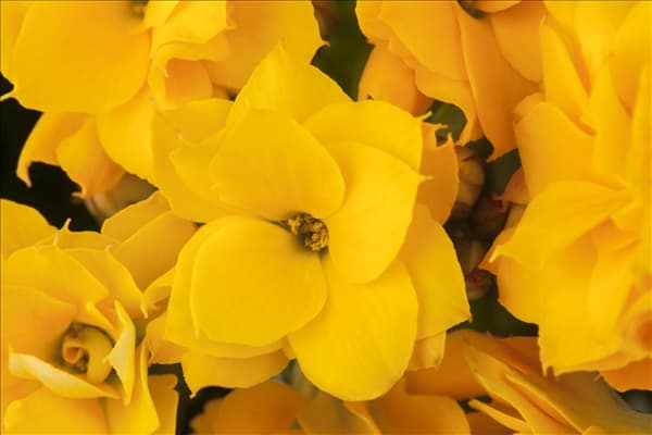 Kalanchoe blossfeldiana 'Calandiva'®