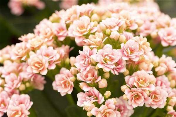 Kalanchoe blossfeldiana 'Calandiva'®