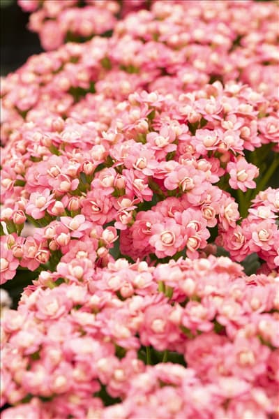 Kalanchoe blossfeldiana 'Calandiva'®
