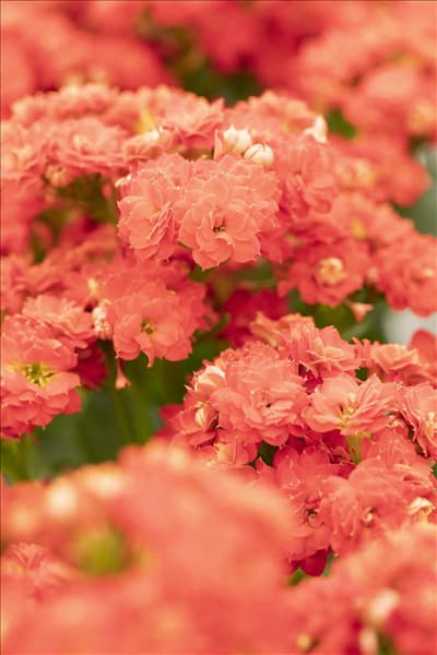 Kalanchoe blossfeldiana 'Calandiva'®