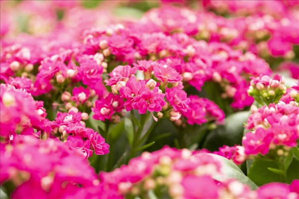 Kalanchoe blossfeldiana 'Calandiva'®