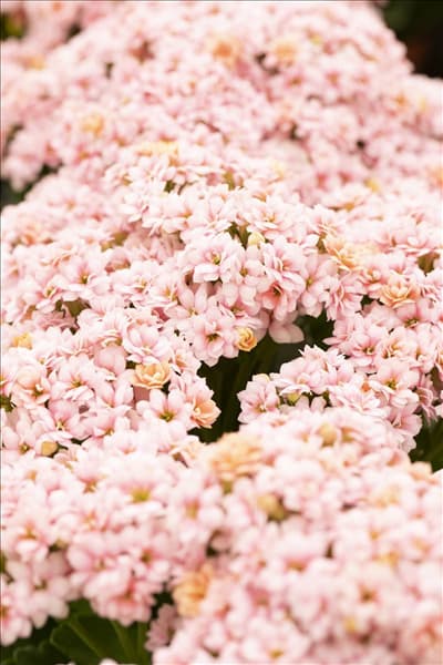 Kalanchoe blossfeldiana 'Calandiva'®