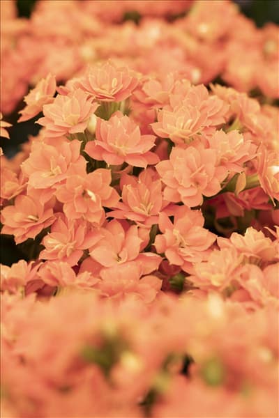 Kalanchoe blossfeldiana 'Calandiva'®