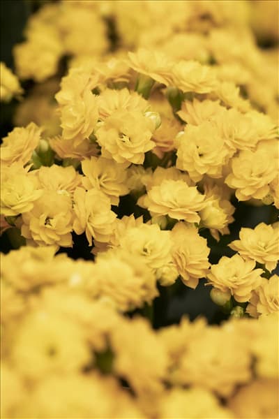 Kalanchoe blossfeldiana 'Calandiva'®