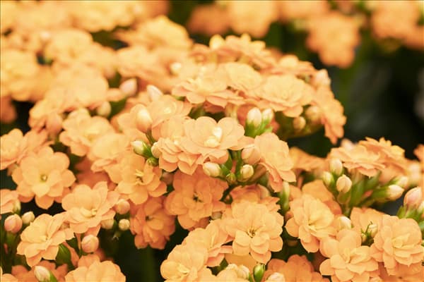 Kalanchoe blossfeldiana 'Calandiva'®
