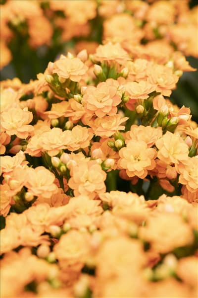 Kalanchoe blossfeldiana 'Calandiva'®