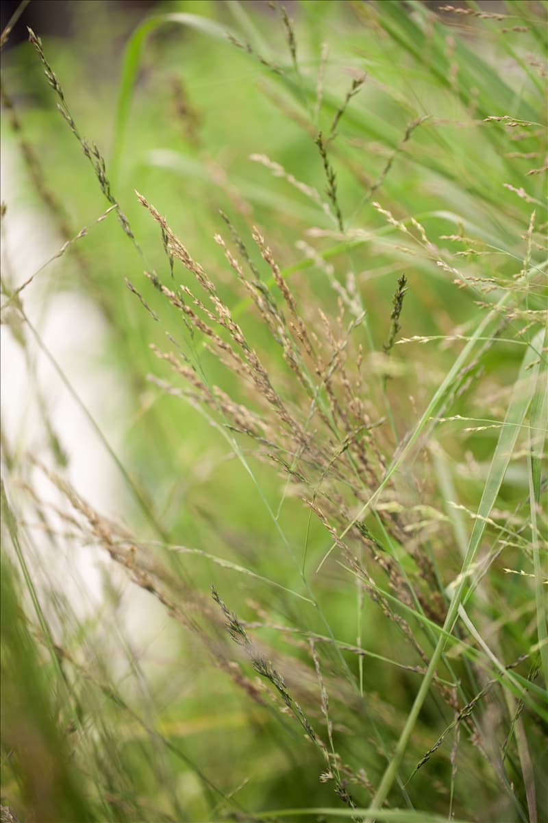 Molinia arundinacea 'Karl Foerster'