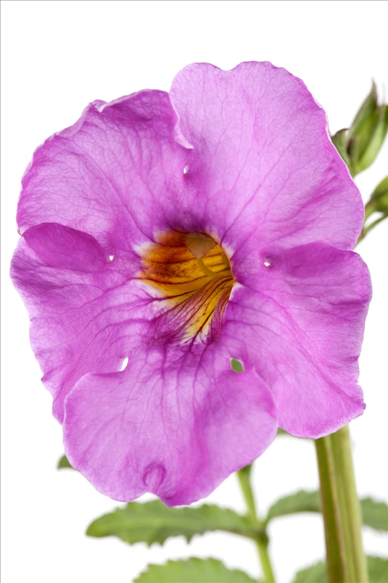 Incarvillea delavayi