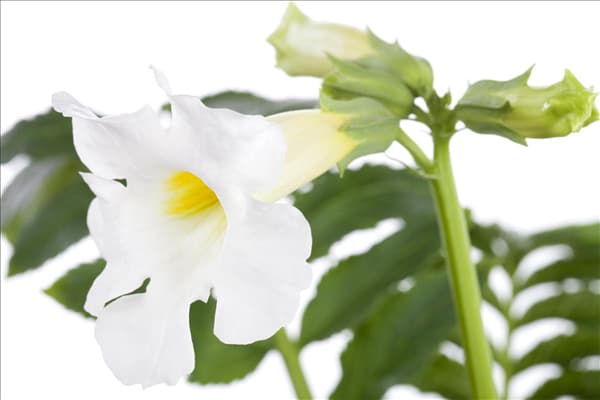 Incarvillea delavayi