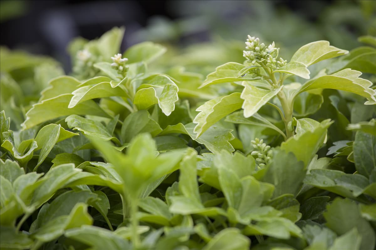 Pachysandra terminalis