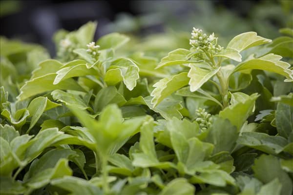 Pachysandra terminalis