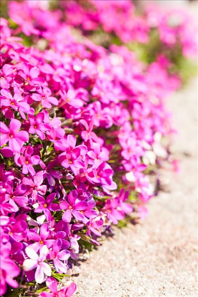 Phlox douglasii 'Crackerjack'