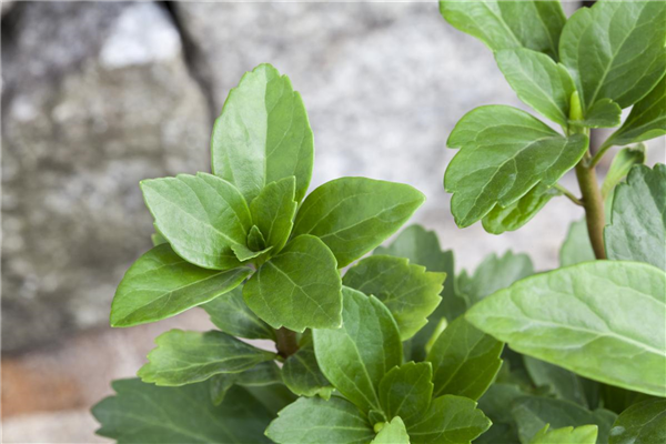 Pachysandra terminalis