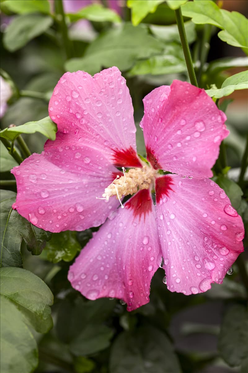 Hibiscus syriacus