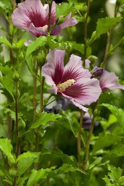 Hibiscus syriacus