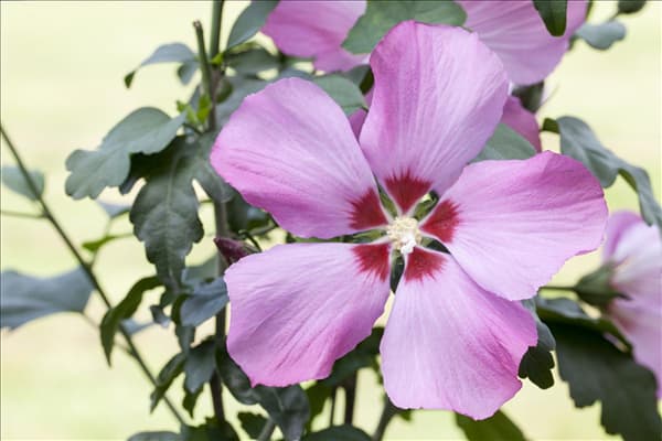 Hibiscus syriacus