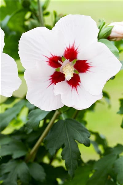 Hibiscus syriacus