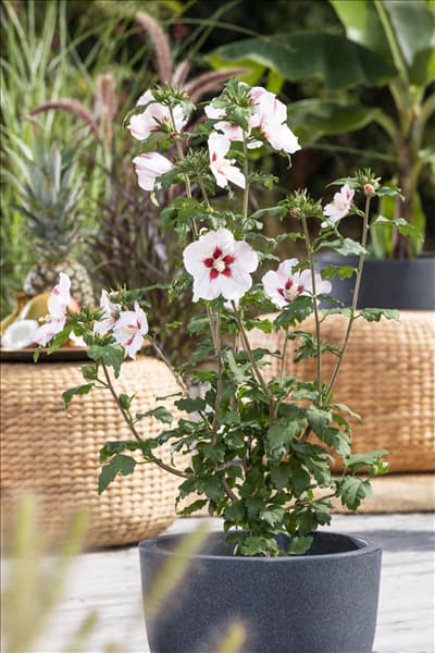 Hibiscus syriacus