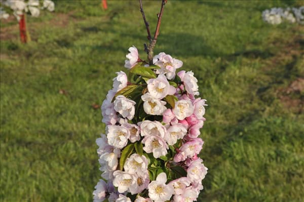 Malus 'Van Eseltine'