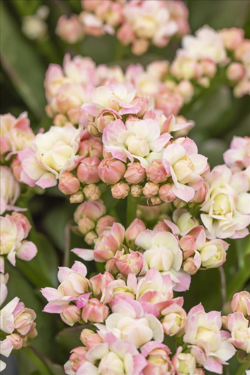 Kalanchoe blossfeldiana 'Grandiva'®