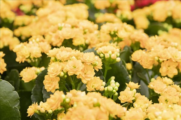 Kalanchoe blossfeldiana 'Grandiva'®