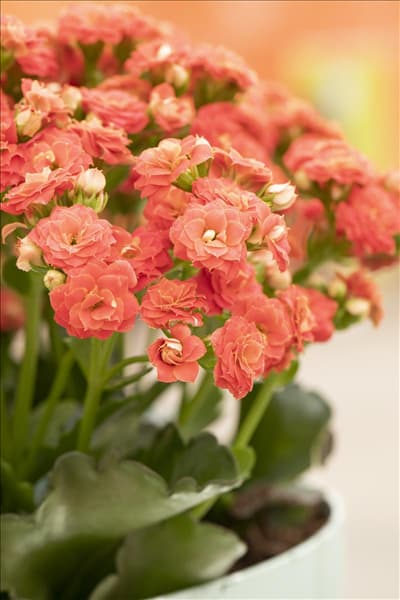 Kalanchoe blossfeldiana 'Grandiva'®