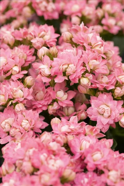 Kalanchoe blossfeldiana 'Grandiva'®